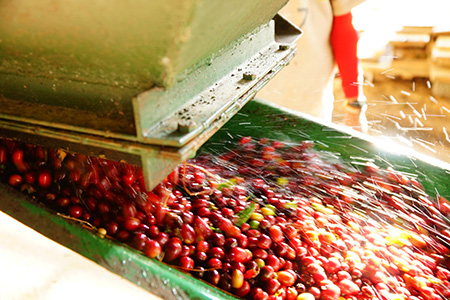finca los laureles咖啡庄园提供现场全程处理咖啡豆之过程,包含